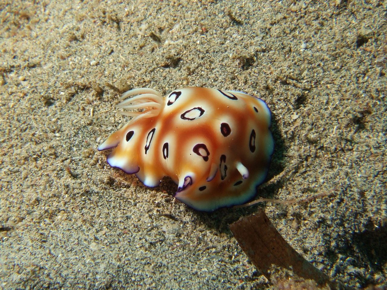 Chromodoris leopardus